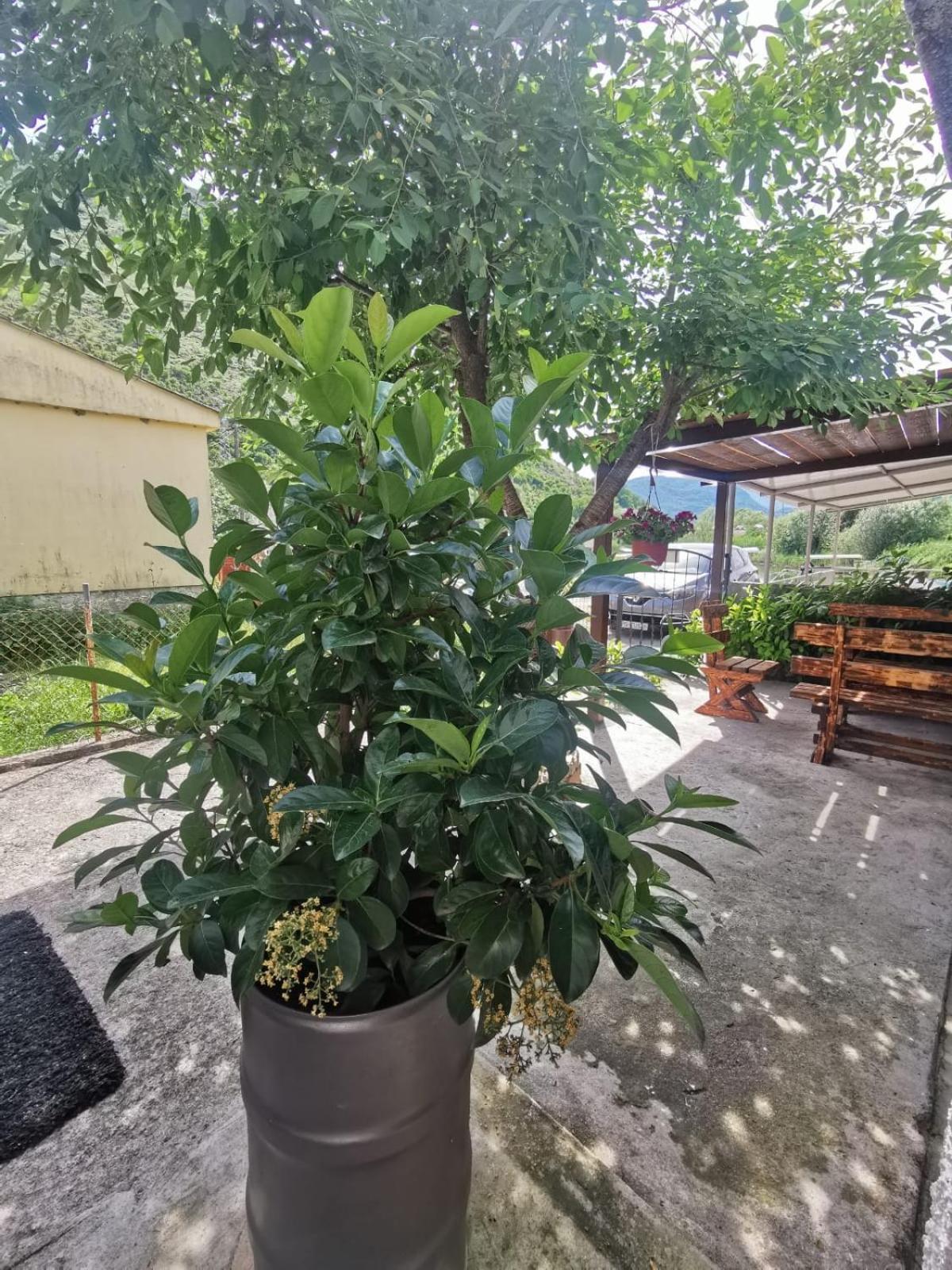 Apartment Konoba Ulicevic Vranjina Kültér fotó